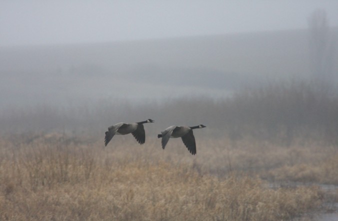 flying_canada_geese