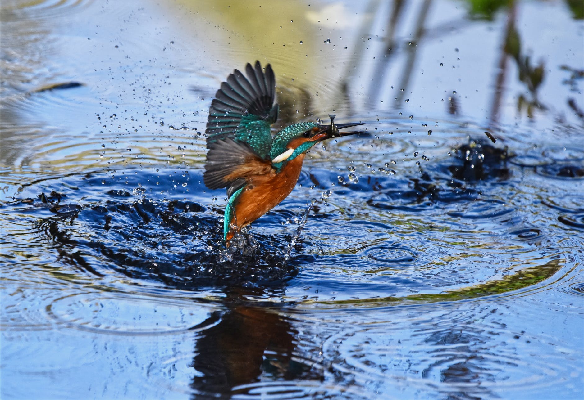 close up photography of green and brown bird flying over body of water with catch on its beak