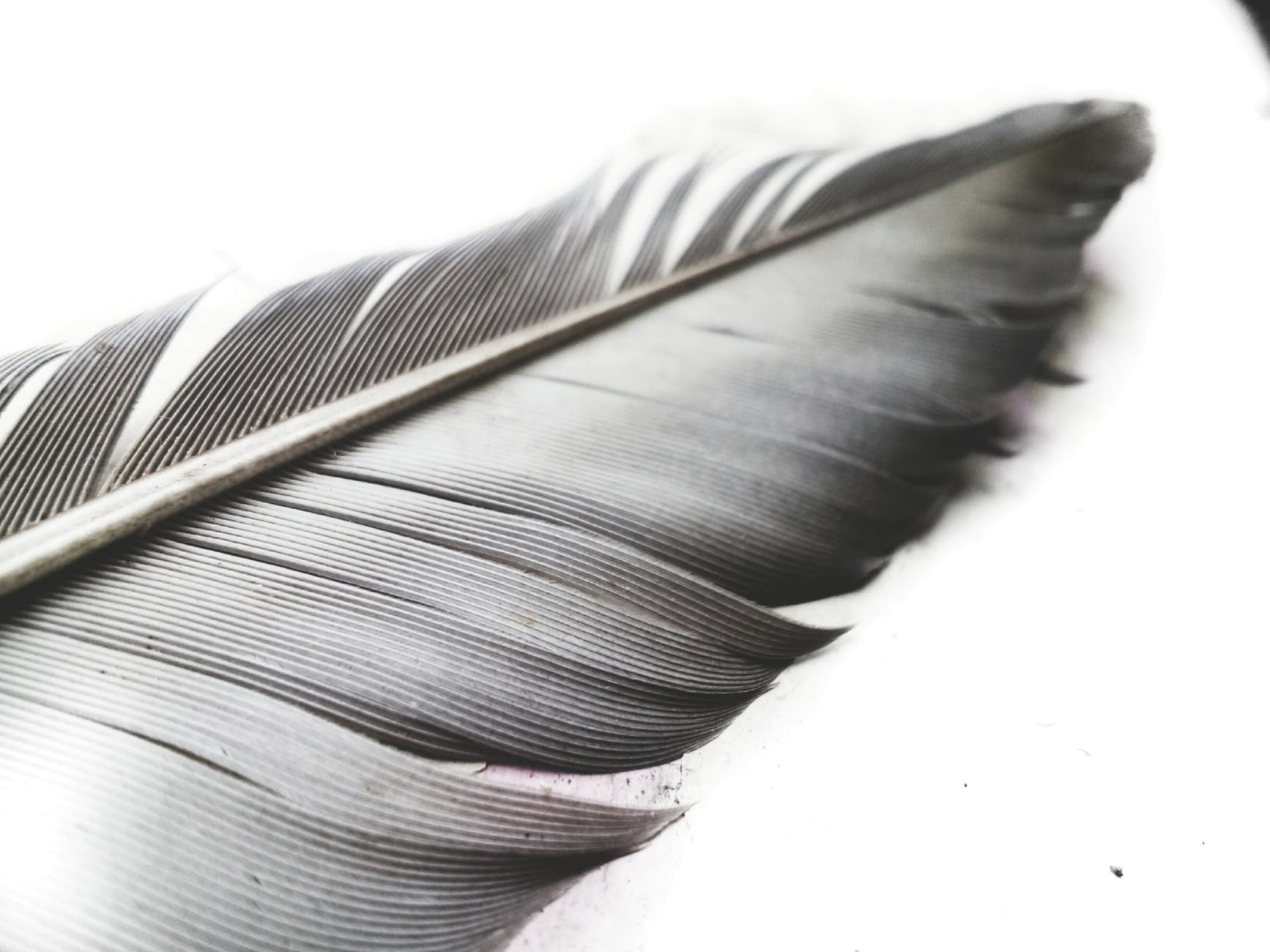 grayscale photo of feather