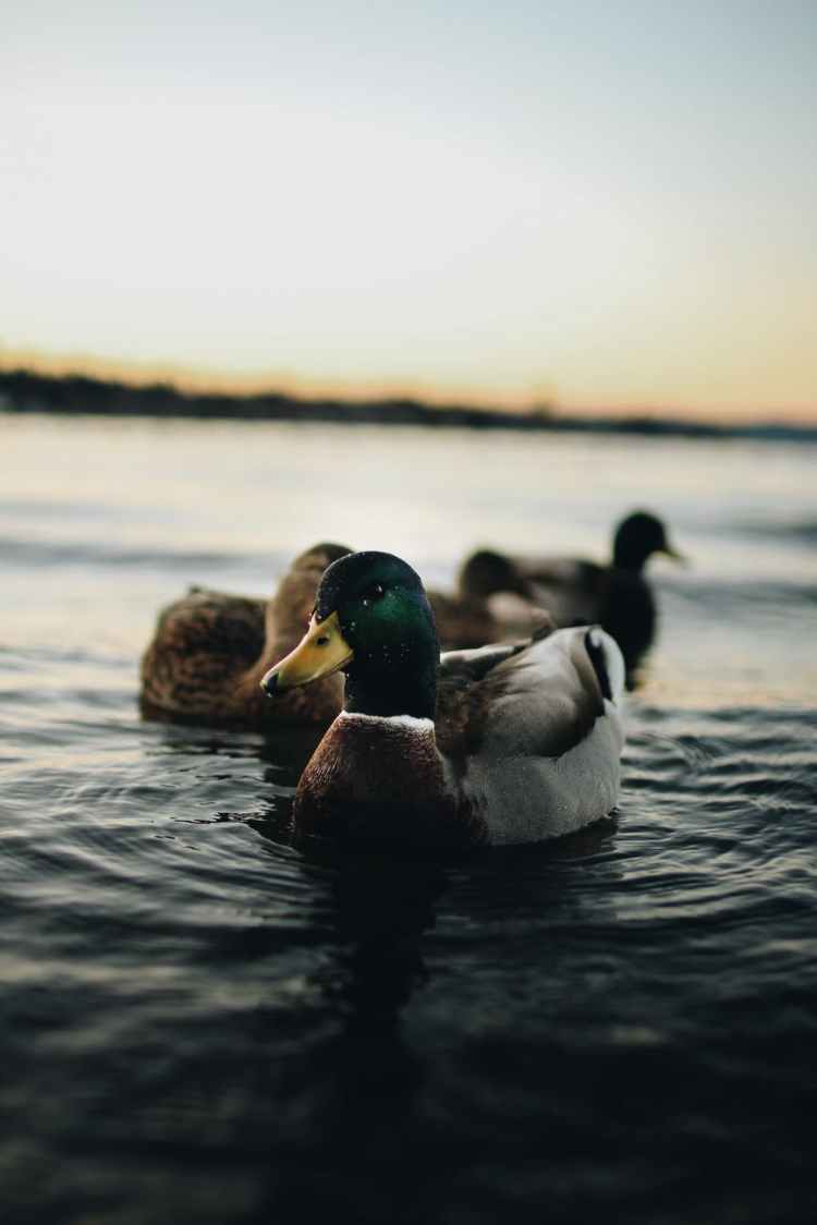 depth of field photography of mallard duck on body of water